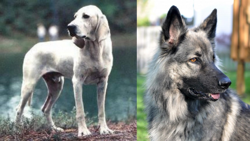 Shiloh Shepherd vs Porcelaine - Breed Comparison