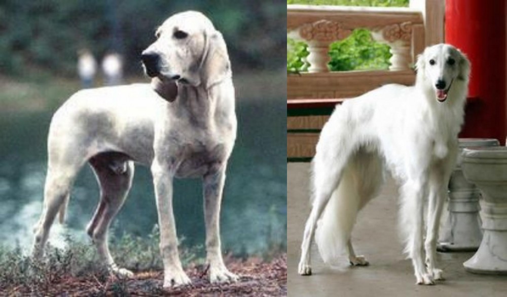 Silken Windhound vs Porcelaine - Breed Comparison