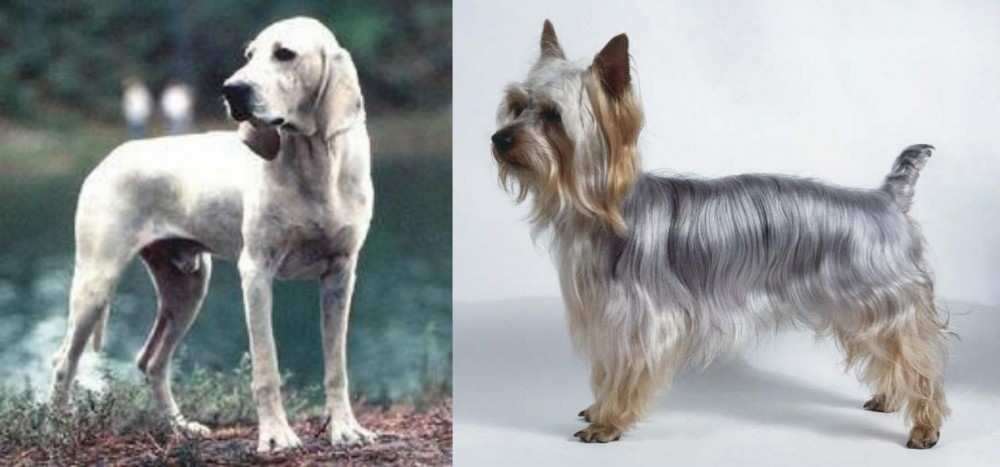 Silky Terrier vs Porcelaine - Breed Comparison