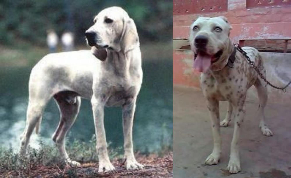 Sindh Mastiff vs Porcelaine - Breed Comparison
