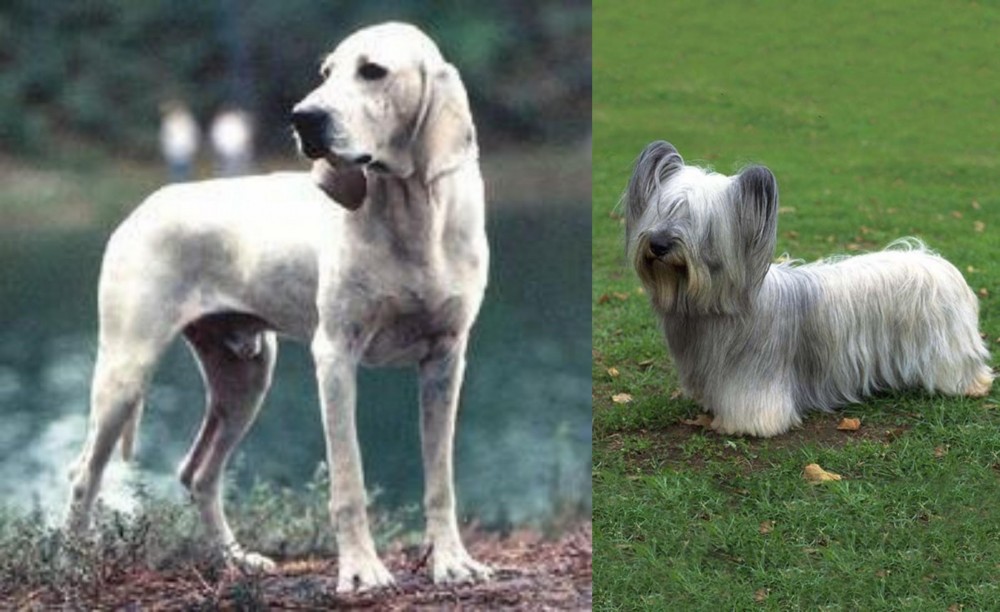 Skye Terrier vs Porcelaine - Breed Comparison