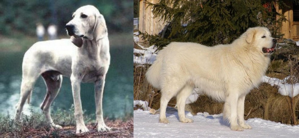 Slovak Cuvac vs Porcelaine - Breed Comparison