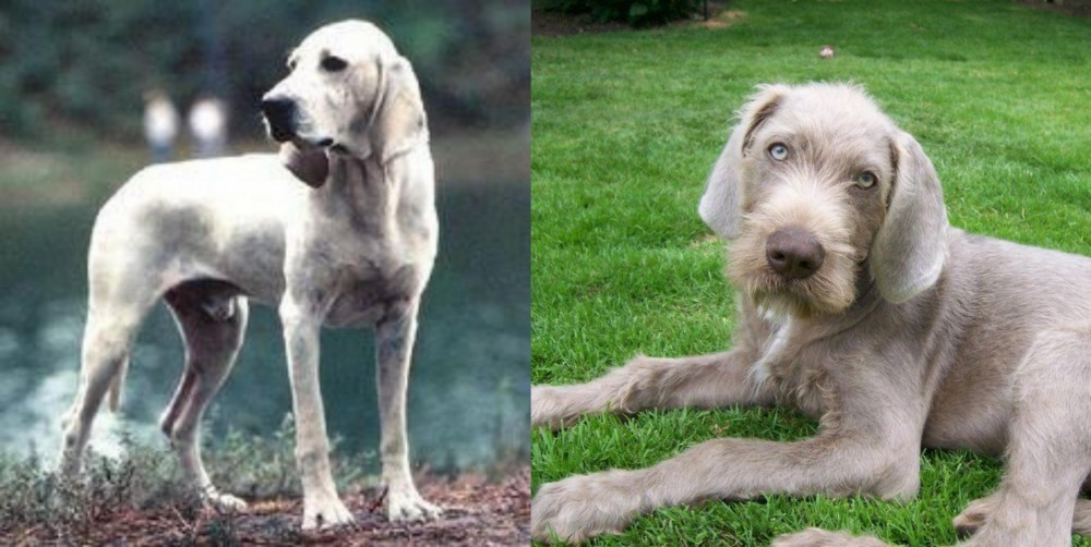 Slovakian Rough Haired Pointer vs Porcelaine - Breed Comparison