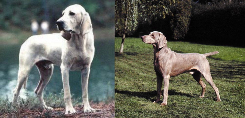 Smooth Haired Weimaraner vs Porcelaine - Breed Comparison