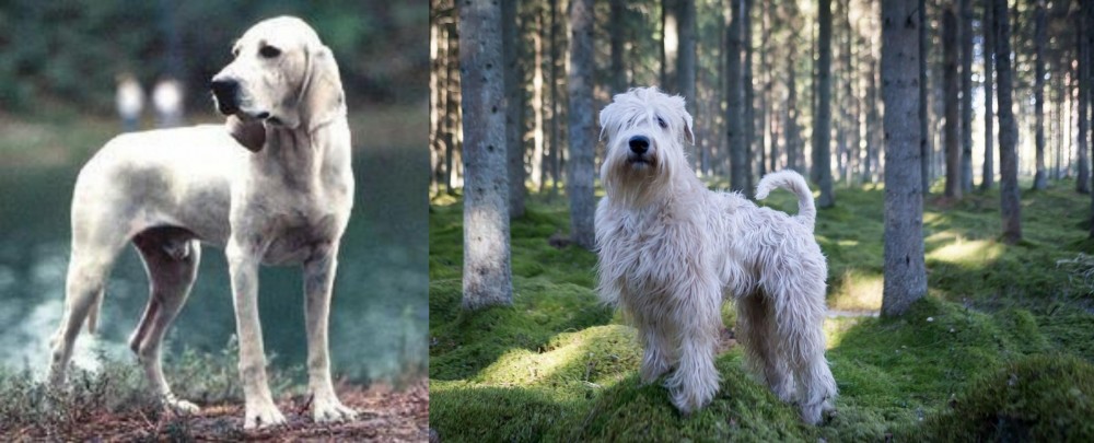 Soft-Coated Wheaten Terrier vs Porcelaine - Breed Comparison