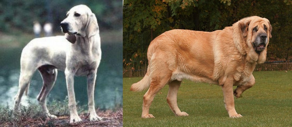 Spanish Mastiff vs Porcelaine - Breed Comparison