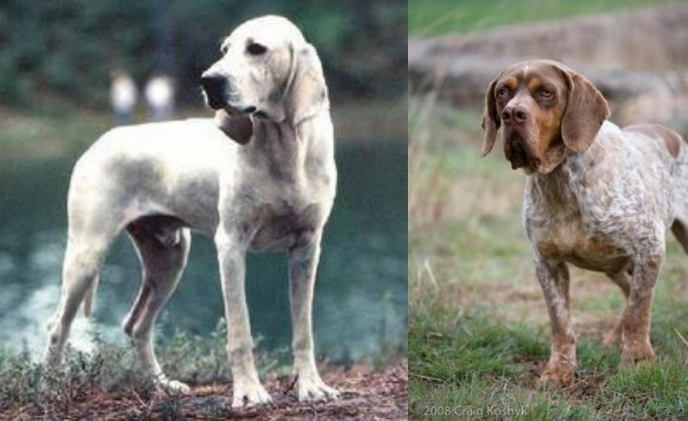 Spanish Pointer vs Porcelaine - Breed Comparison