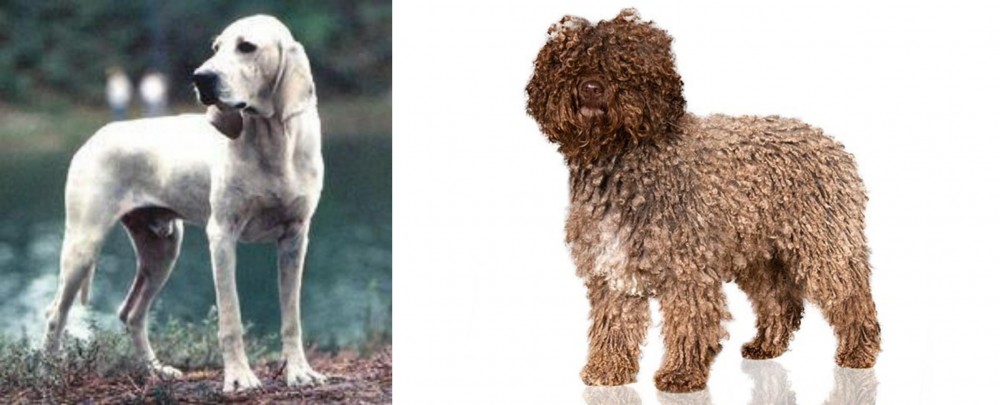 Spanish Water Dog vs Porcelaine - Breed Comparison