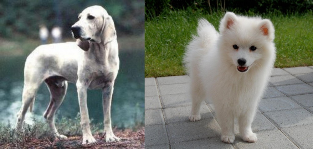 Spitz vs Porcelaine - Breed Comparison