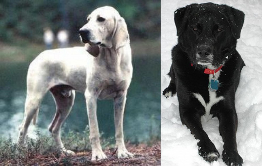 St. John's Water Dog vs Porcelaine - Breed Comparison