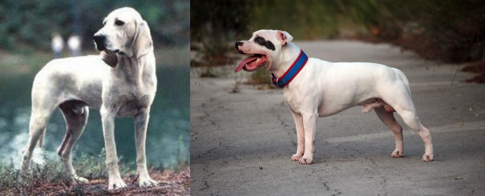 Staffordshire Bull Terrier vs Porcelaine - Breed Comparison