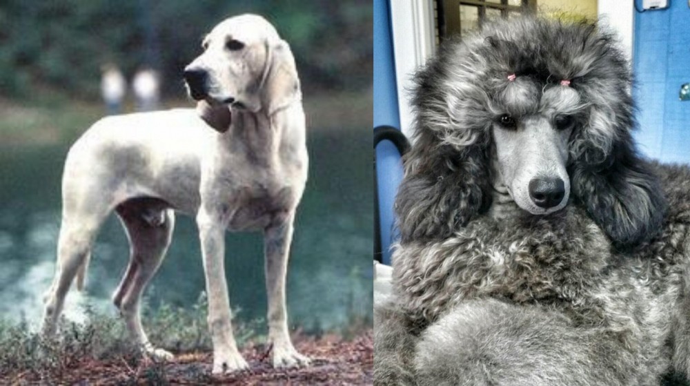 Standard Poodle vs Porcelaine - Breed Comparison