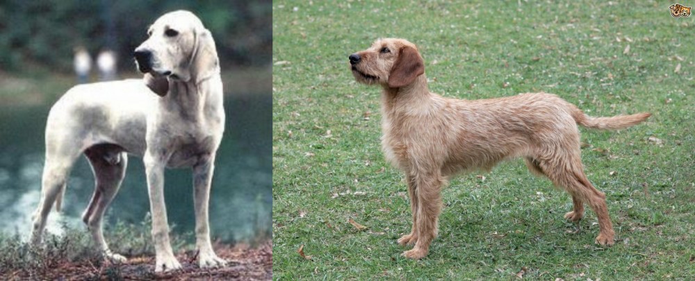 Styrian Coarse Haired Hound vs Porcelaine - Breed Comparison