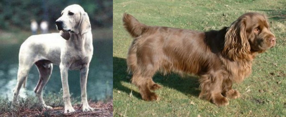 Sussex Spaniel vs Porcelaine - Breed Comparison