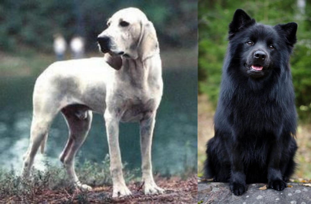 Swedish Lapphund vs Porcelaine - Breed Comparison