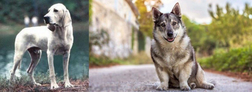 Swedish Vallhund vs Porcelaine - Breed Comparison