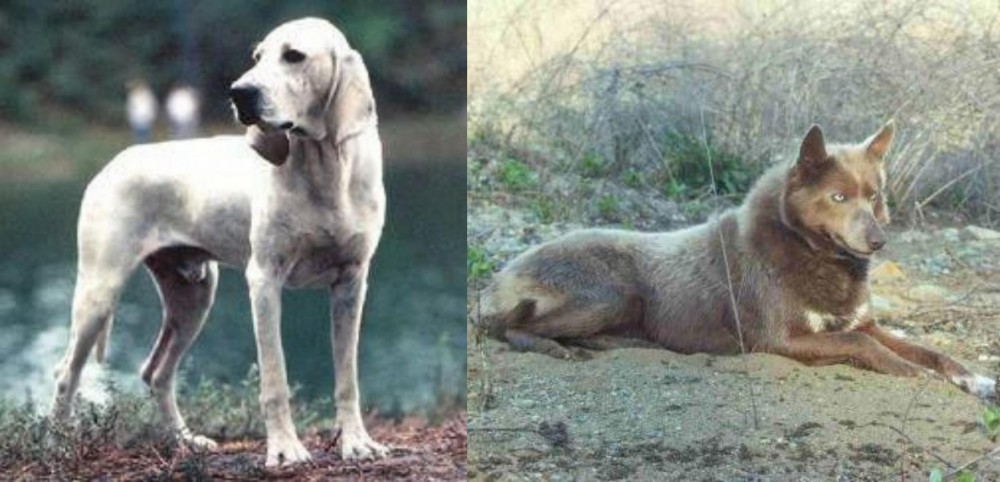Tahltan Bear Dog vs Porcelaine - Breed Comparison