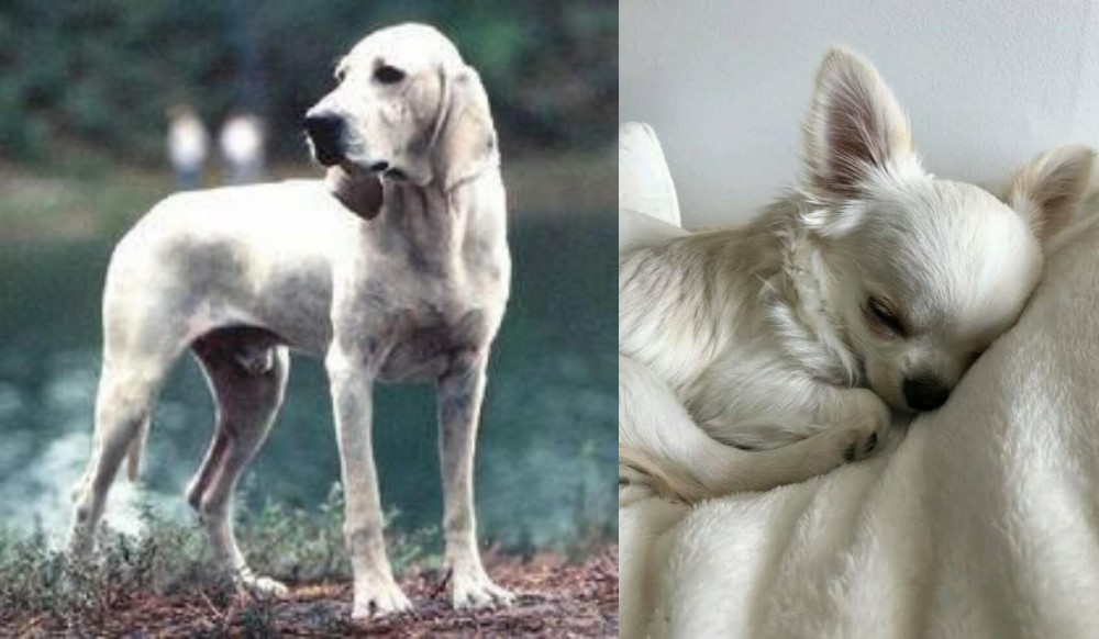 Tea Cup Chihuahua vs Porcelaine - Breed Comparison