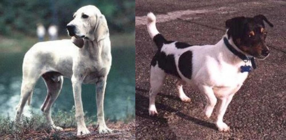 Teddy Roosevelt Terrier vs Porcelaine - Breed Comparison