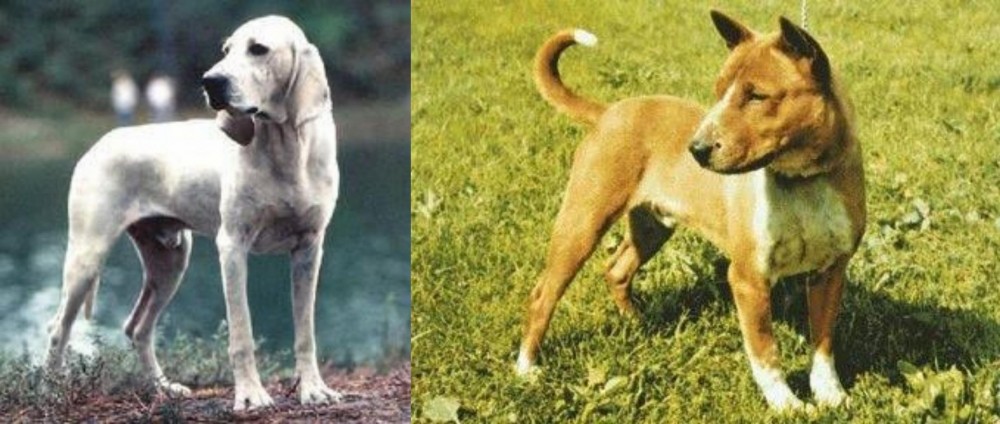 Telomian vs Porcelaine - Breed Comparison