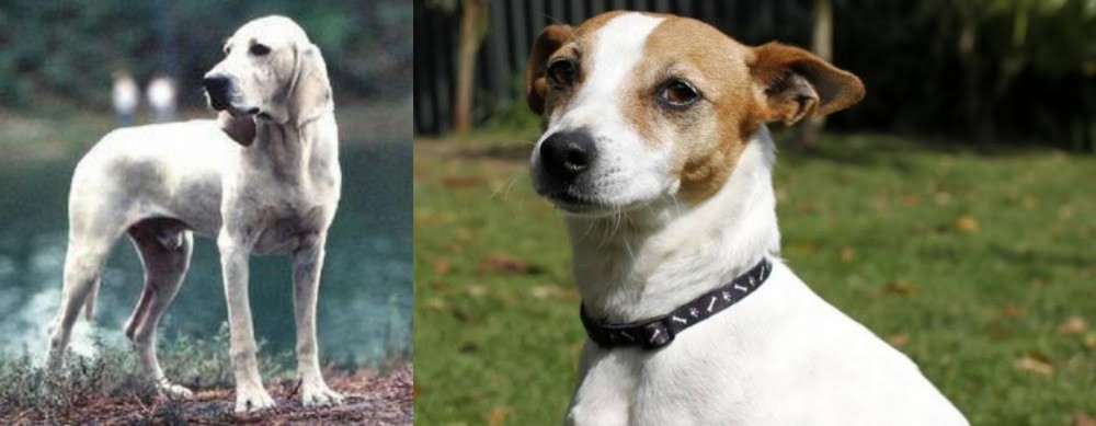 Tenterfield Terrier vs Porcelaine - Breed Comparison