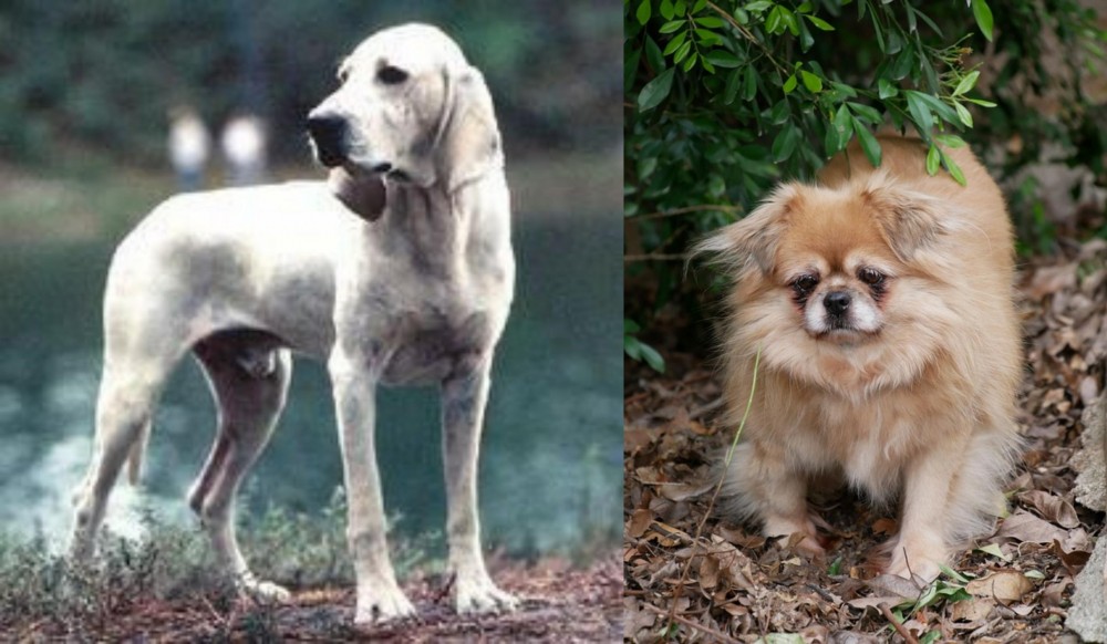 Tibetan Spaniel vs Porcelaine - Breed Comparison