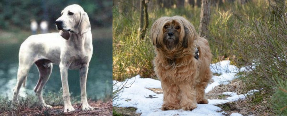 Tibetan Terrier vs Porcelaine - Breed Comparison