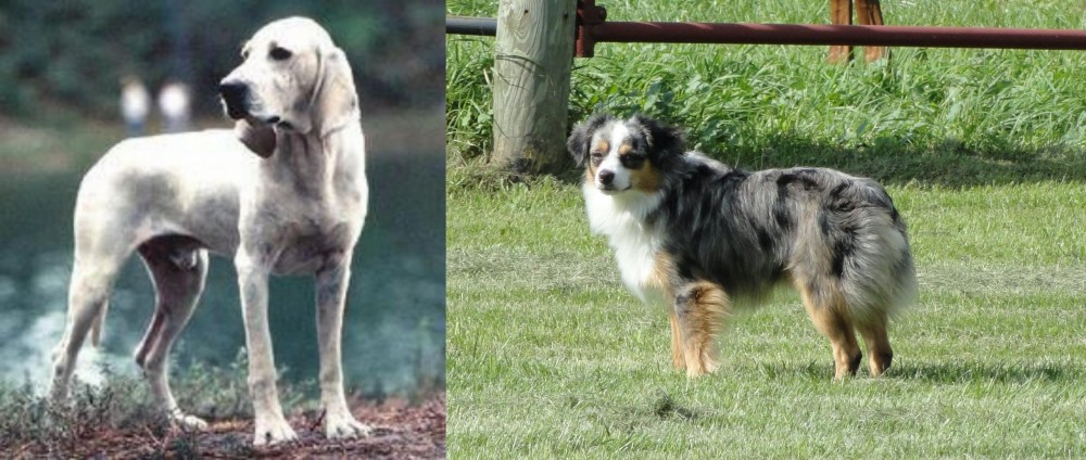 Toy Australian Shepherd vs Porcelaine - Breed Comparison