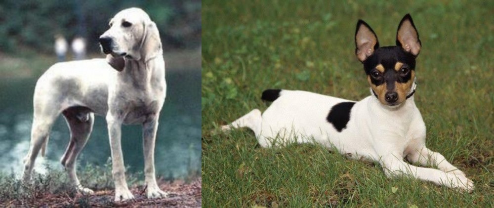 Toy Fox Terrier vs Porcelaine - Breed Comparison