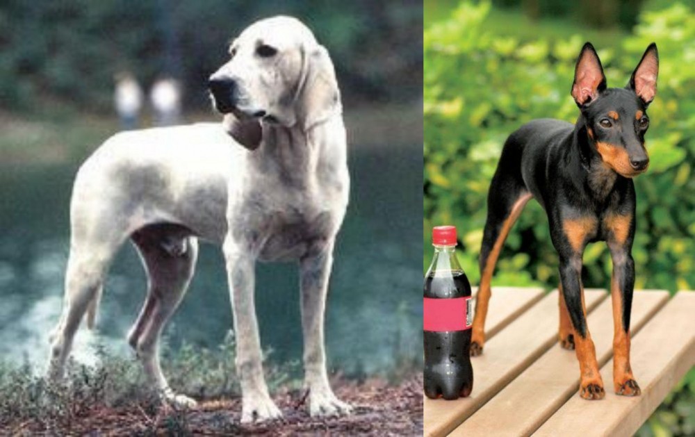 Toy Manchester Terrier vs Porcelaine - Breed Comparison