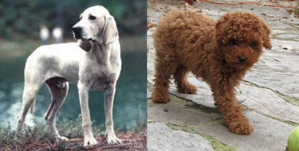 Toy Poodle vs Porcelaine - Breed Comparison