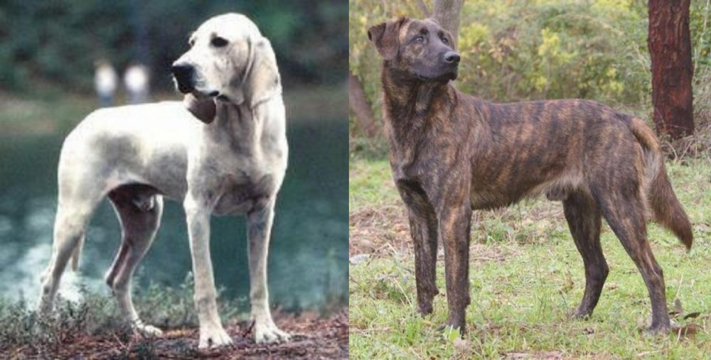 Treeing Tennessee Brindle vs Porcelaine - Breed Comparison