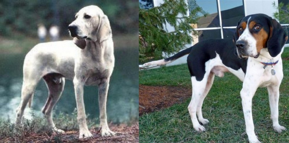 Treeing Walker Coonhound vs Porcelaine - Breed Comparison