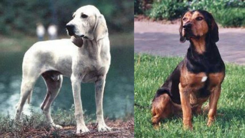 Tyrolean Hound vs Porcelaine - Breed Comparison