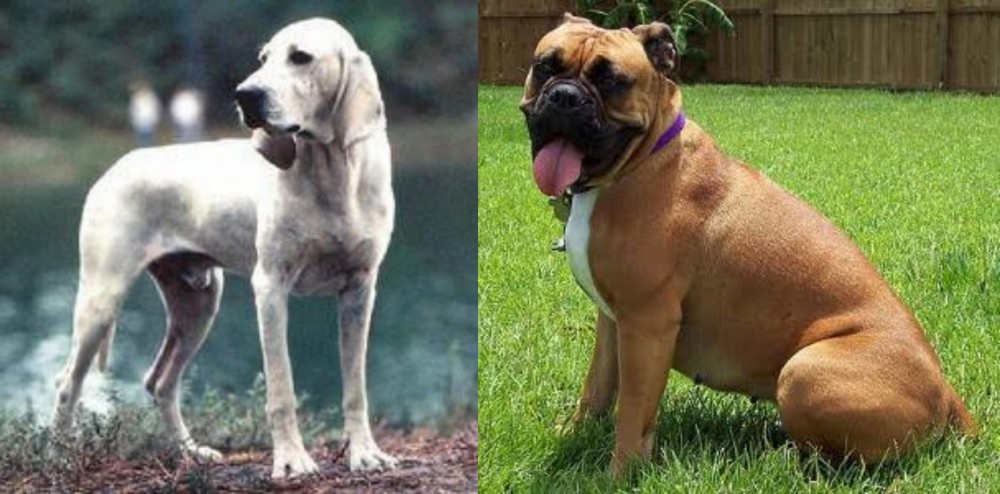 Valley Bulldog vs Porcelaine - Breed Comparison
