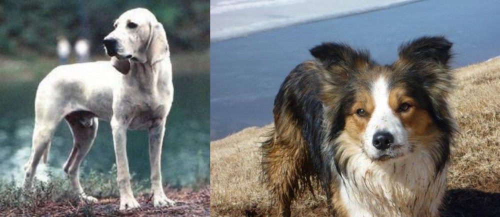 Welsh Sheepdog vs Porcelaine - Breed Comparison