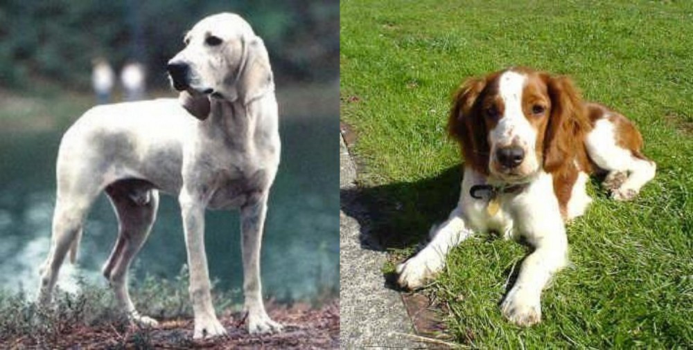 Welsh Springer Spaniel vs Porcelaine - Breed Comparison