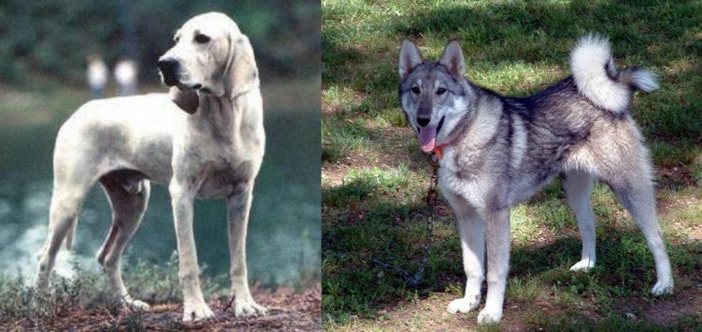 West Siberian Laika vs Porcelaine - Breed Comparison