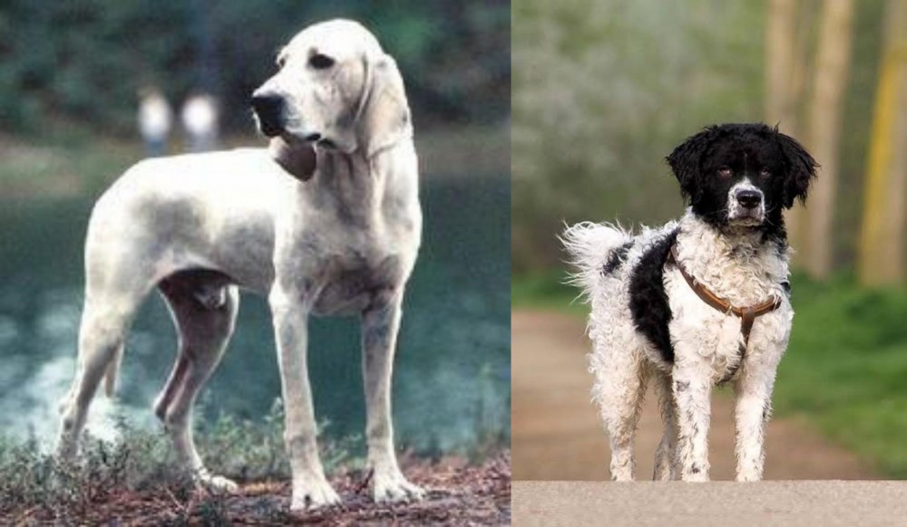 Wetterhoun vs Porcelaine - Breed Comparison