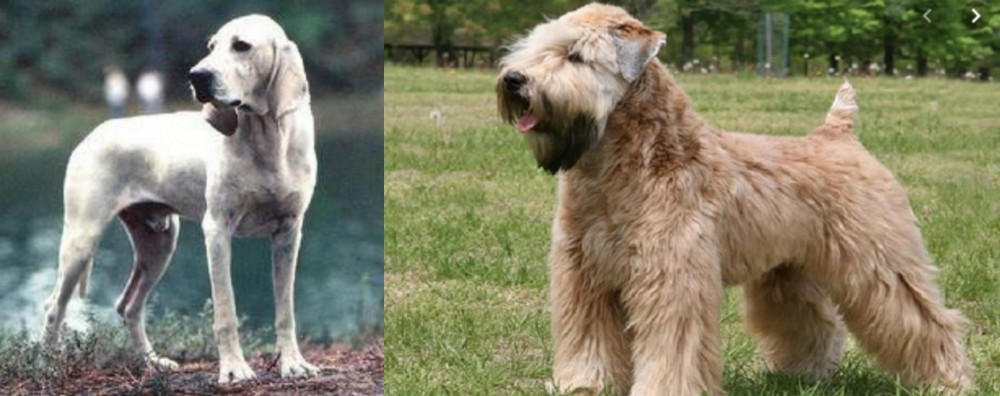 Wheaten Terrier vs Porcelaine - Breed Comparison