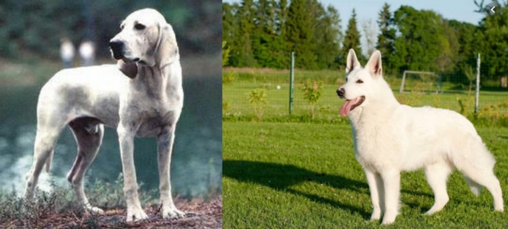 White Shepherd vs Porcelaine - Breed Comparison