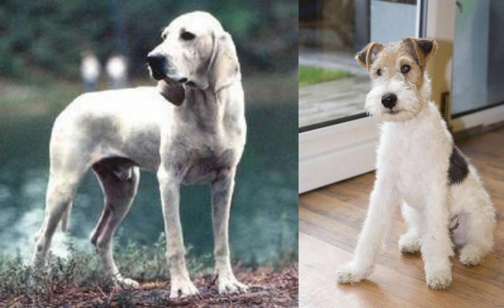 Wire Fox Terrier vs Porcelaine - Breed Comparison