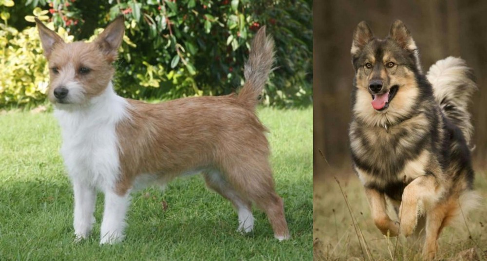 Native American Indian Dog vs Portuguese Podengo - Breed Comparison