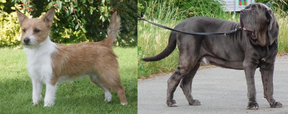 Neapolitan Mastiff vs Portuguese Podengo - Breed Comparison