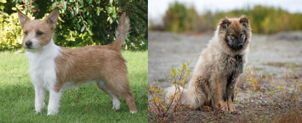 Nenets Herding Laika vs Portuguese Podengo - Breed Comparison