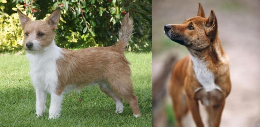 New Guinea Singing Dog vs Portuguese Podengo - Breed Comparison