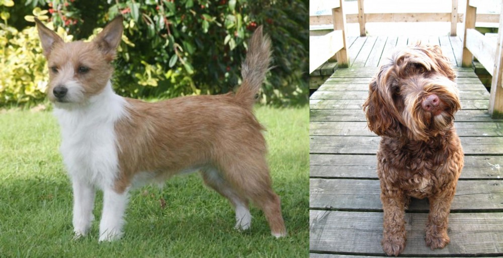 Portuguese Water Dog vs Portuguese Podengo - Breed Comparison