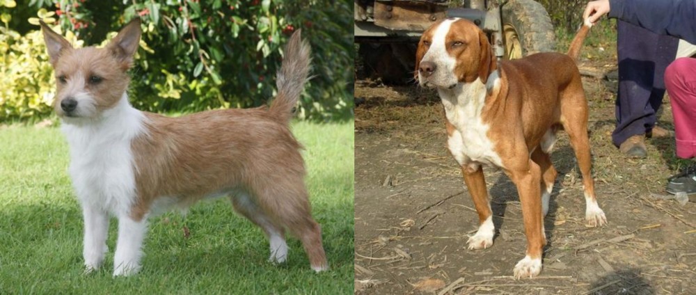 Posavac Hound vs Portuguese Podengo - Breed Comparison