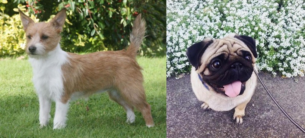 Pug vs Portuguese Podengo - Breed Comparison