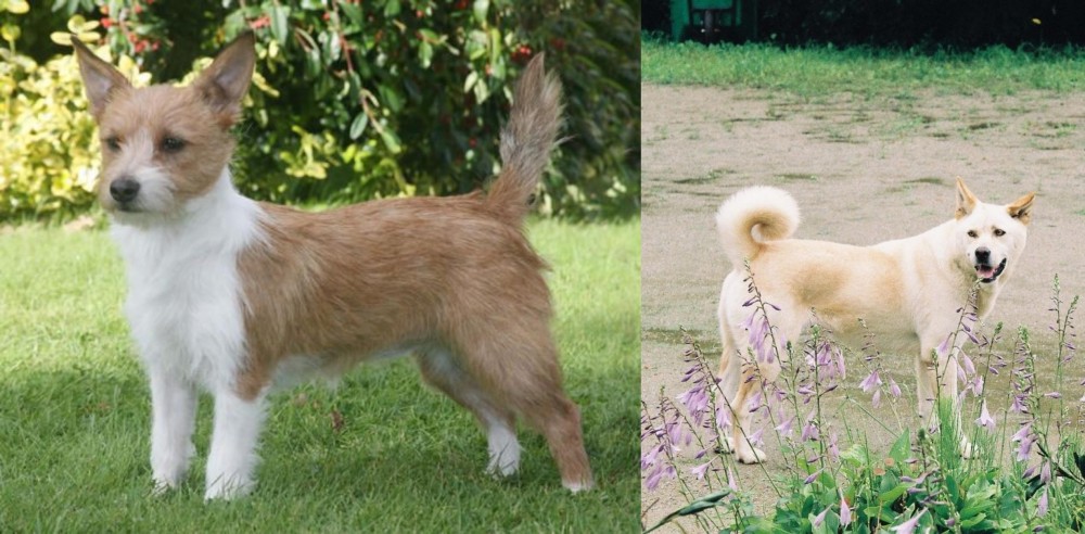 Pungsan Dog vs Portuguese Podengo - Breed Comparison